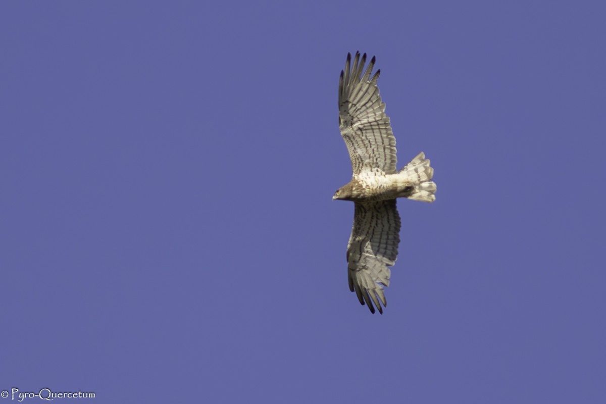 Short-toed Snake-Eagle - ML620042995