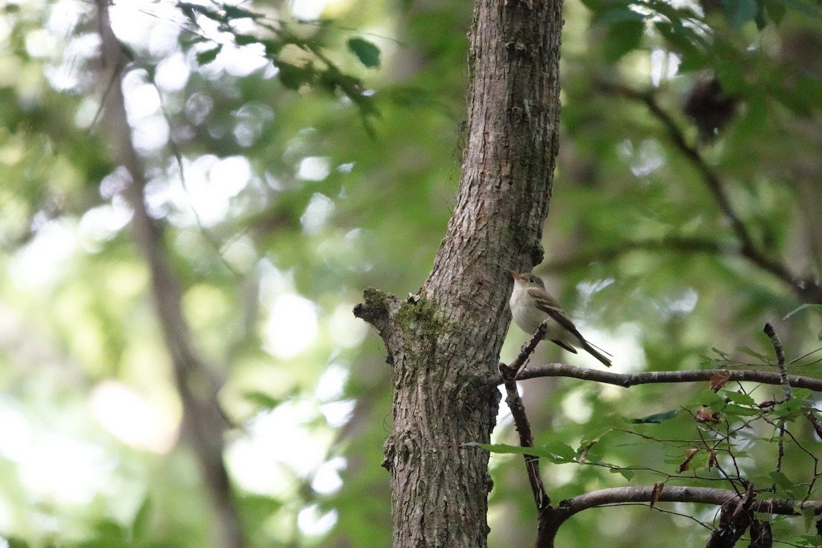 Acadian Flycatcher - ML620042996