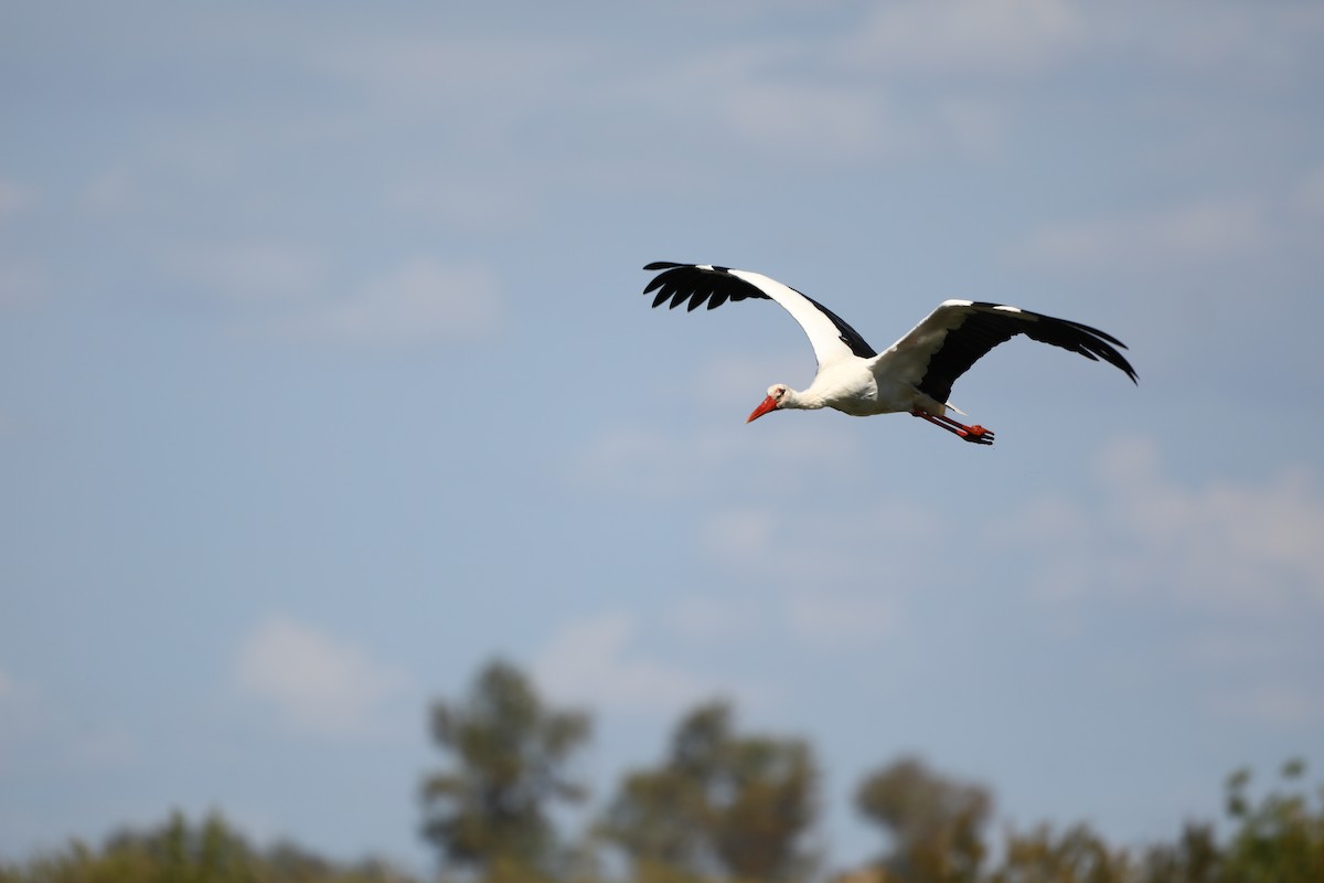 White Stork - ML620042998