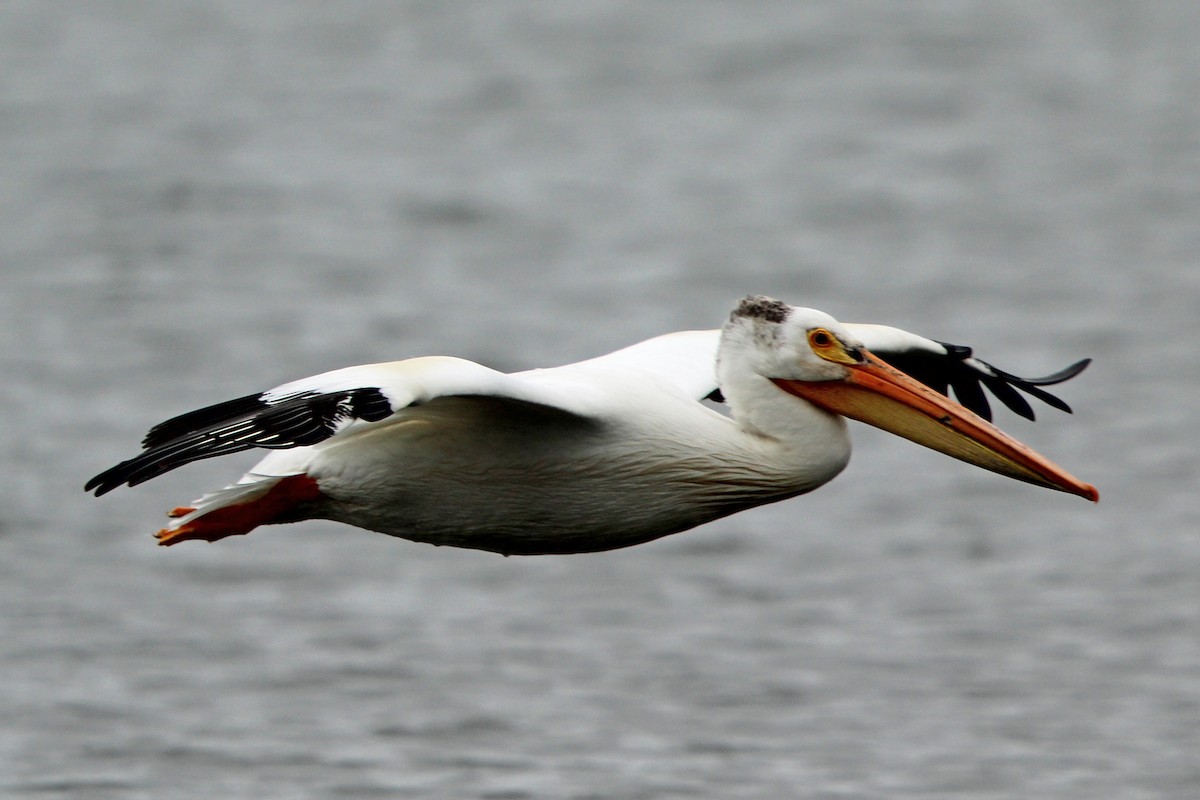 pelikán severoamerický - ML620043010