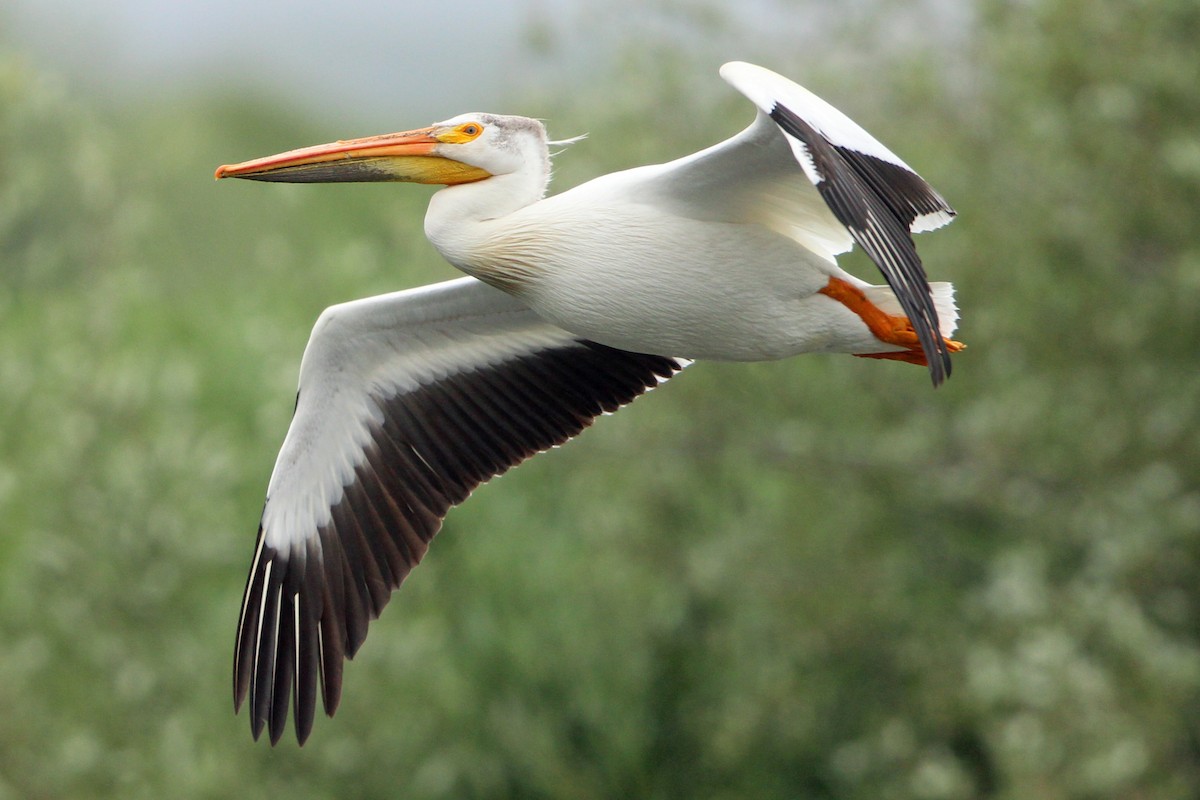 pelikán severoamerický - ML620043013