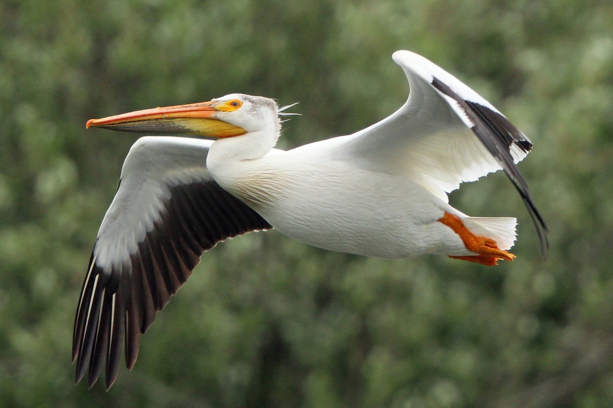 pelikán severoamerický - ML620043014
