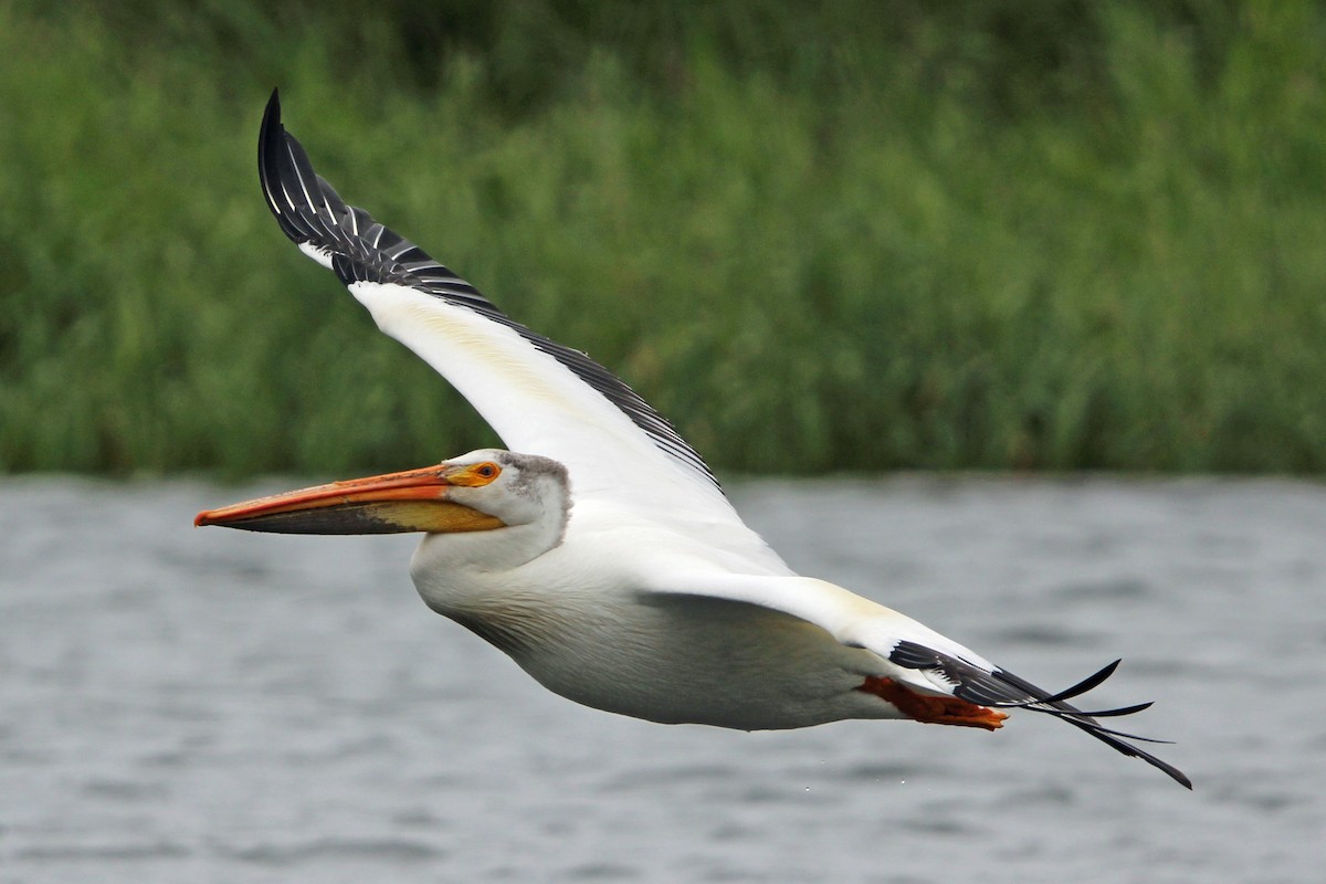 pelikán severoamerický - ML620043017