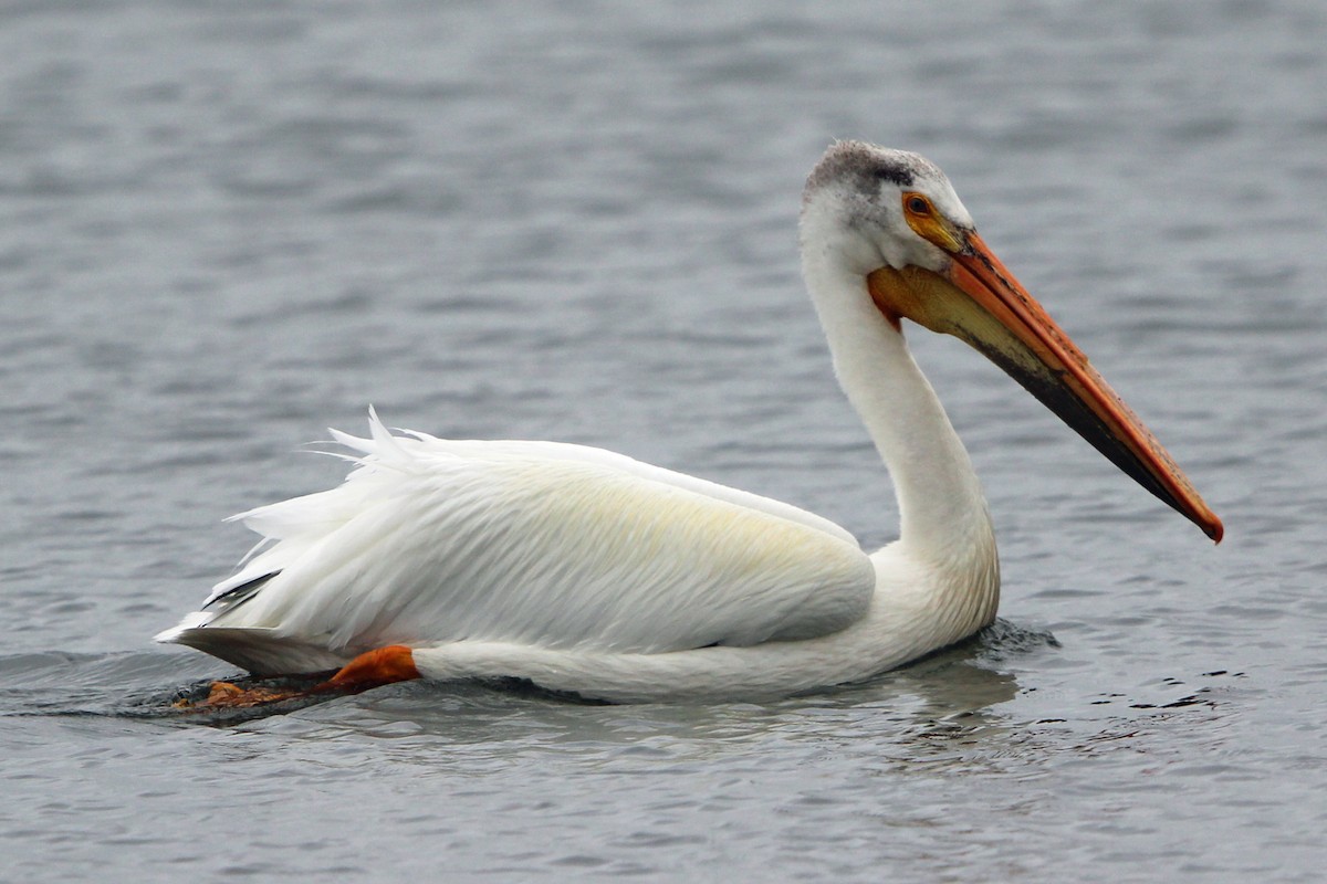 pelikán severoamerický - ML620043021