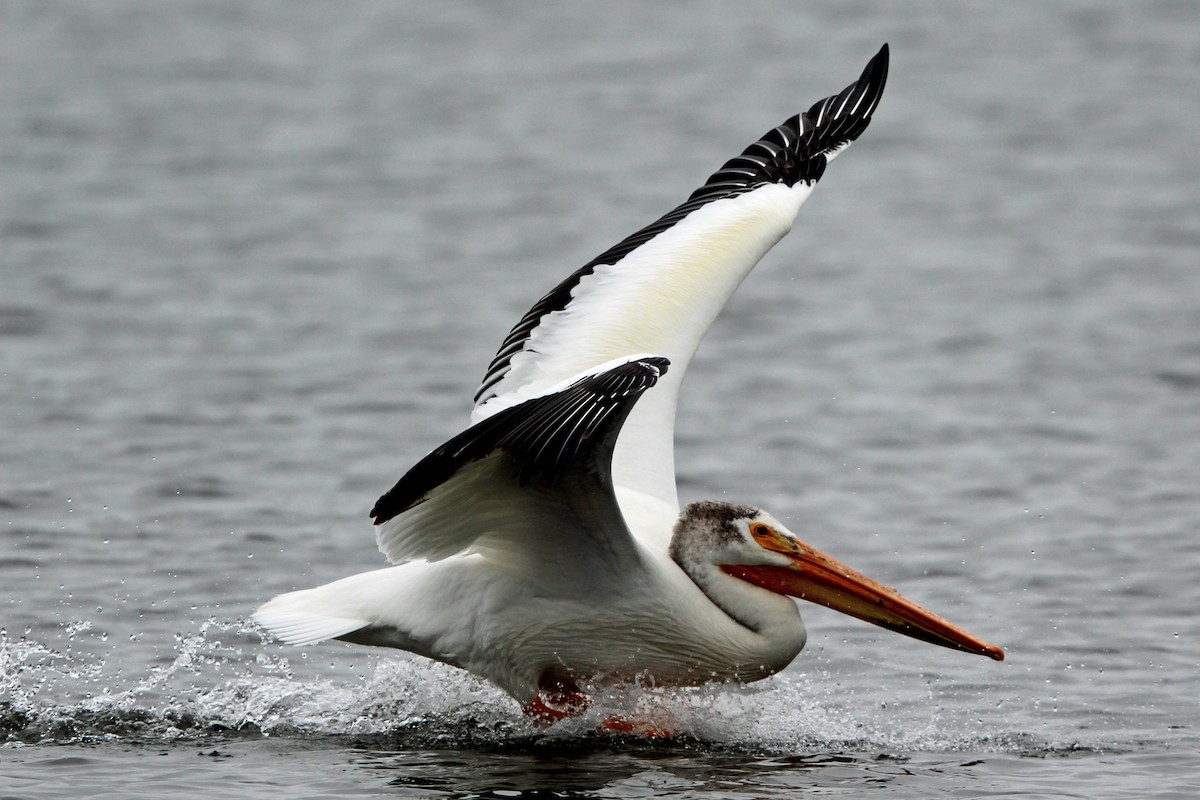pelikán severoamerický - ML620043022