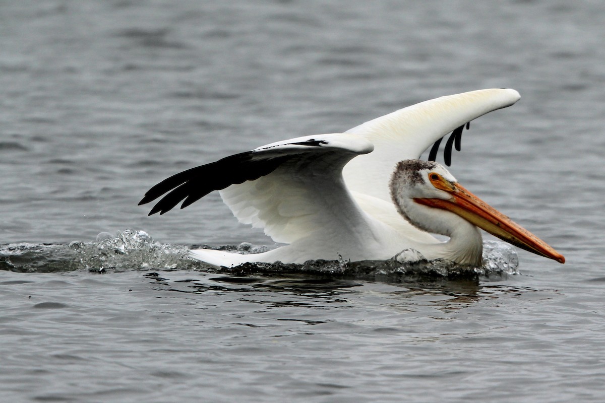 pelikán severoamerický - ML620043023