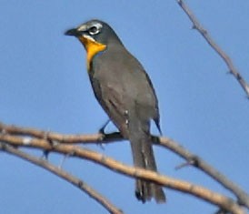 Yellow-breasted Chat - ML620043035