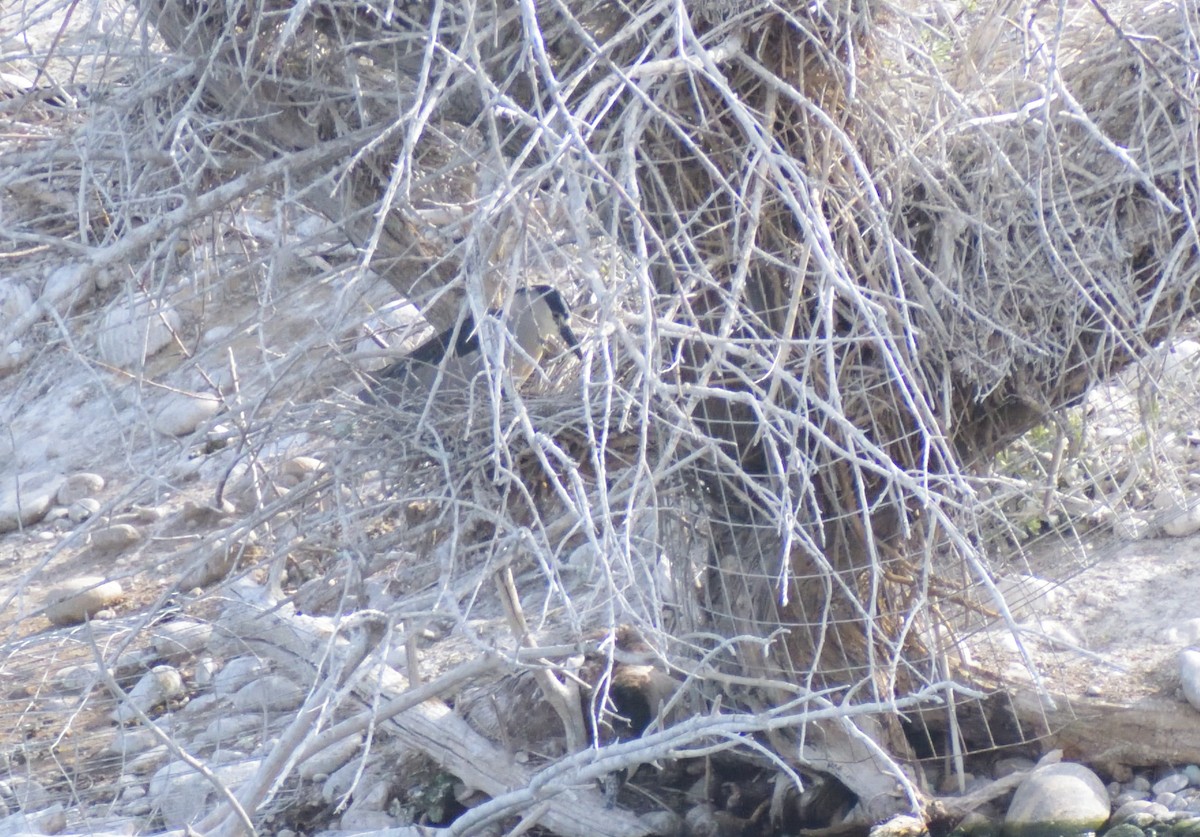 Black-crowned Night Heron - ML620043038