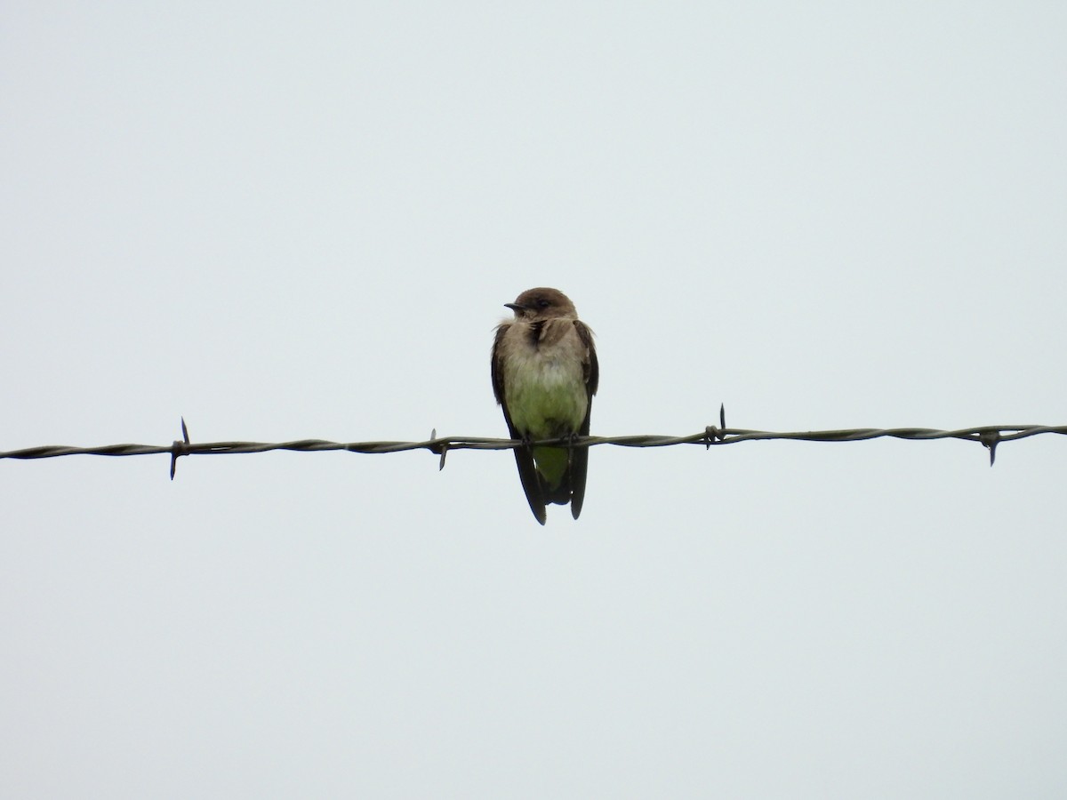 Northern Rough-winged Swallow - ML620043046