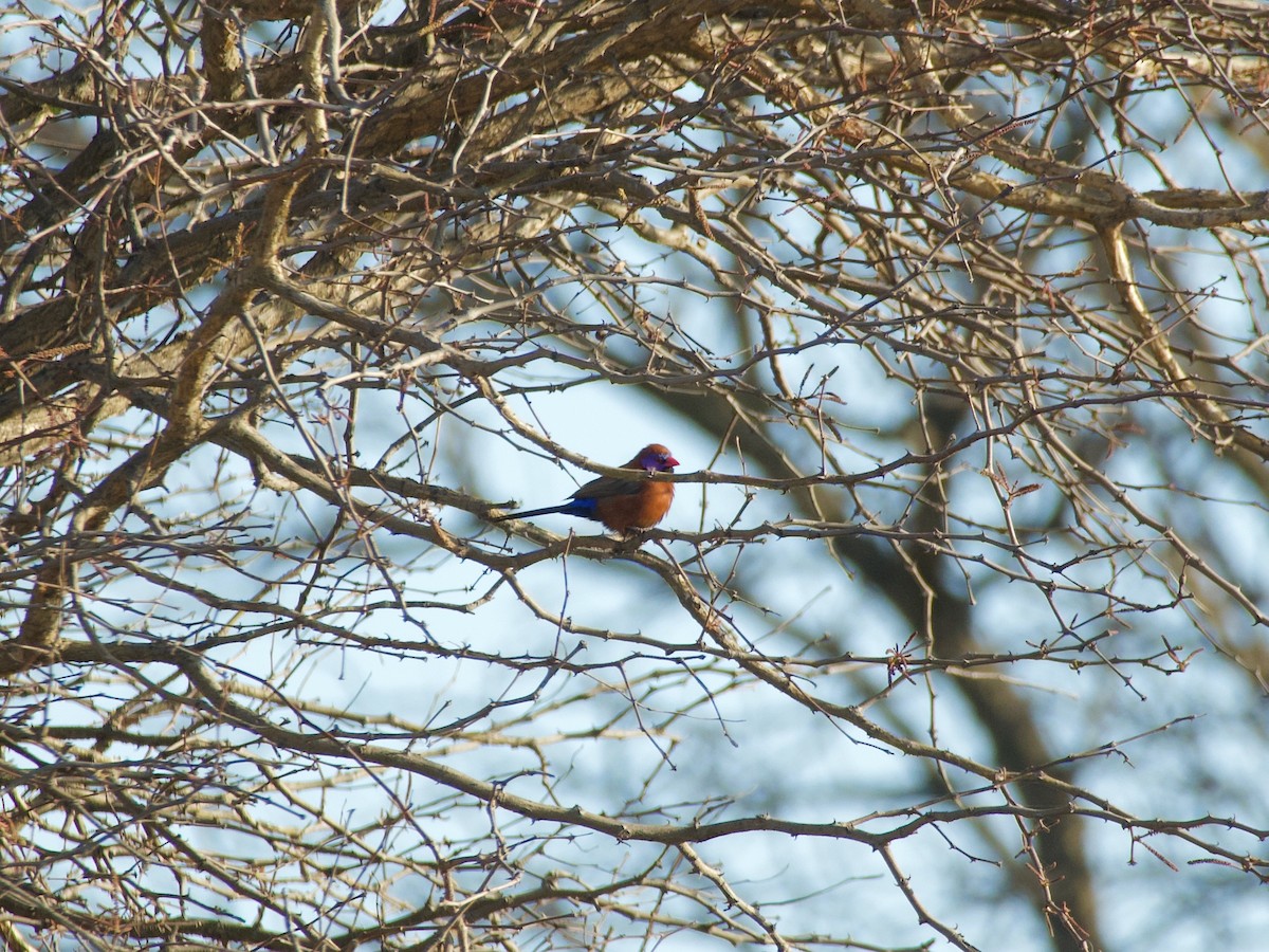 Violet-eared Waxbill - ML620043063