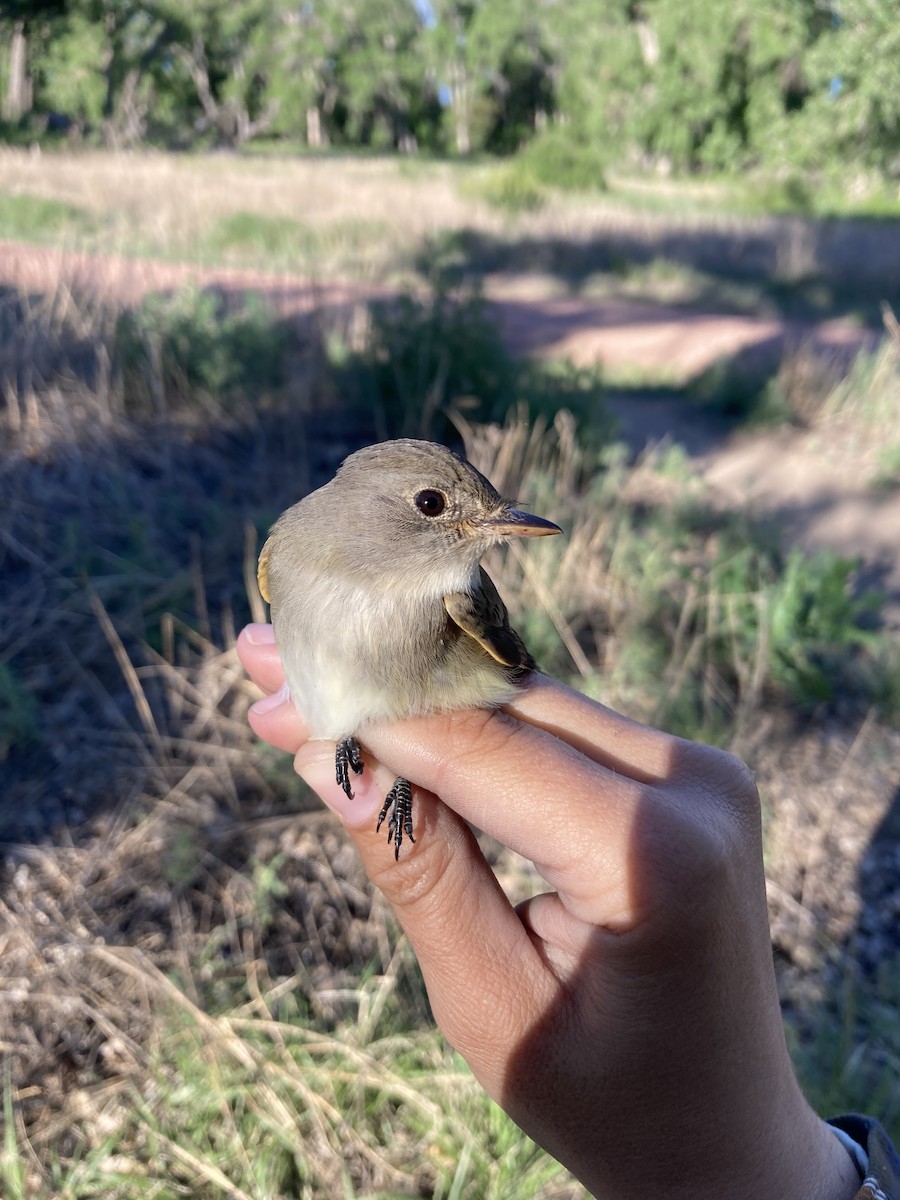 Willow Flycatcher - ML620043074