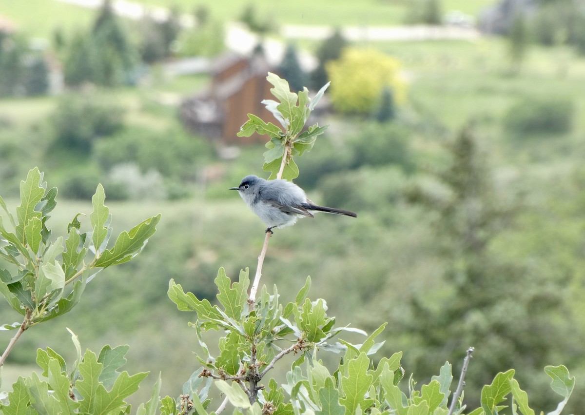 Gobemoucheron gris-bleu - ML620043084