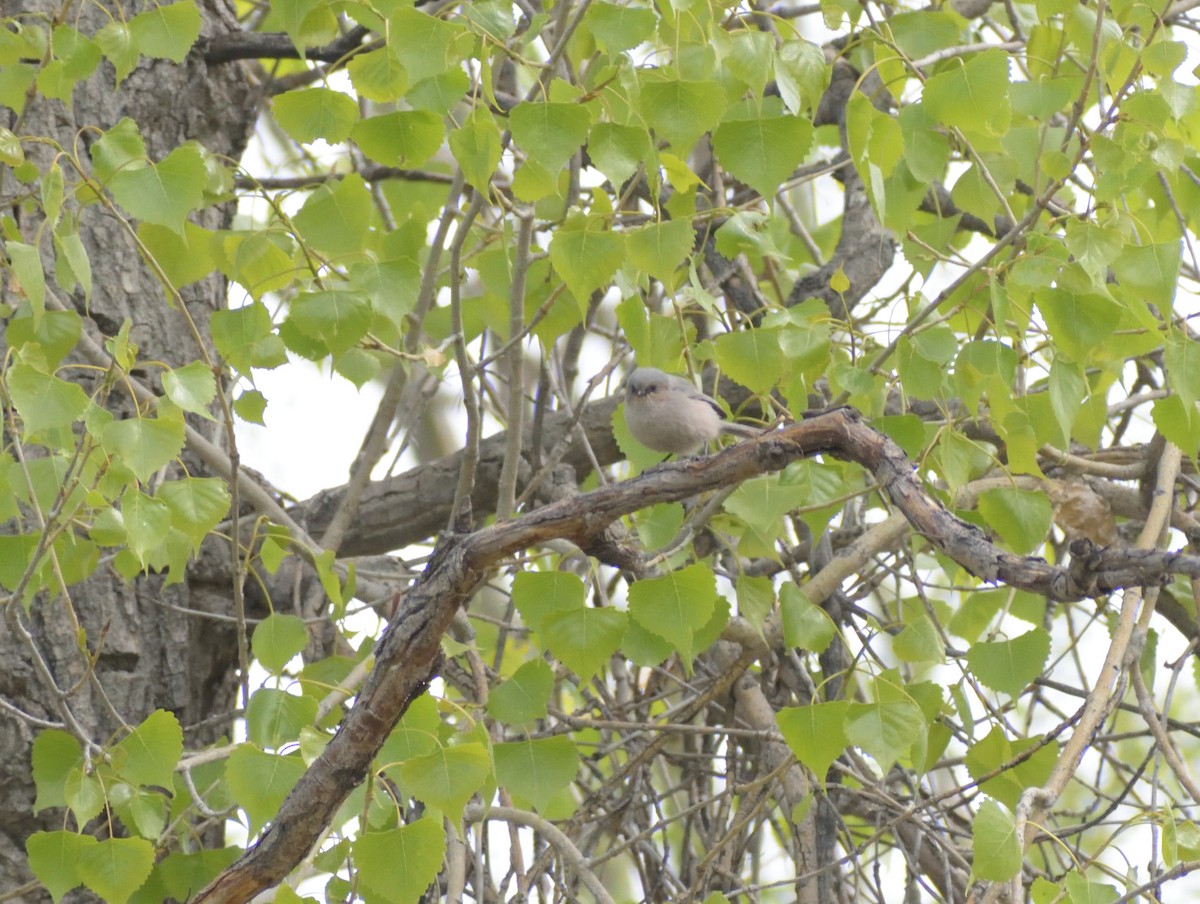 Bushtit (Interior) - ML620043093