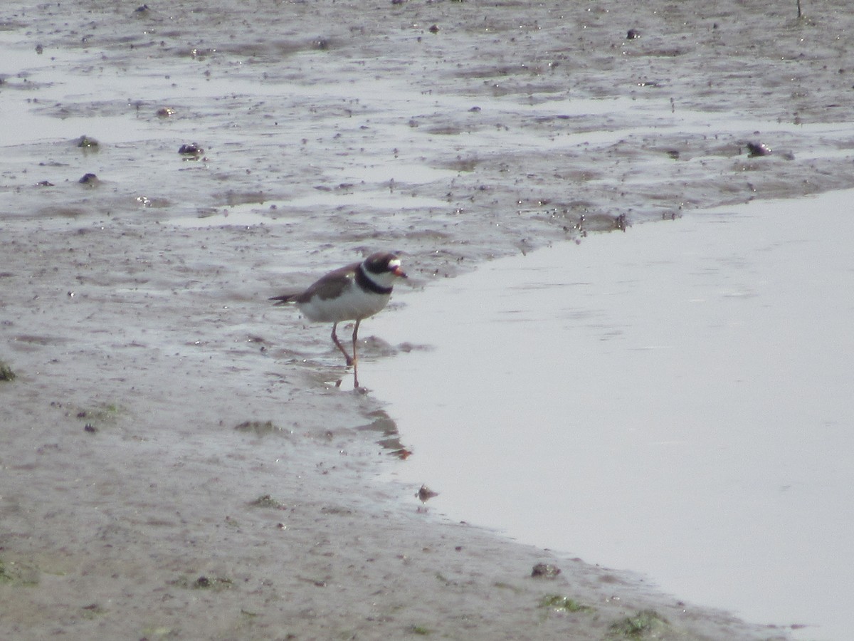 Semipalmated Plover - ML620043101