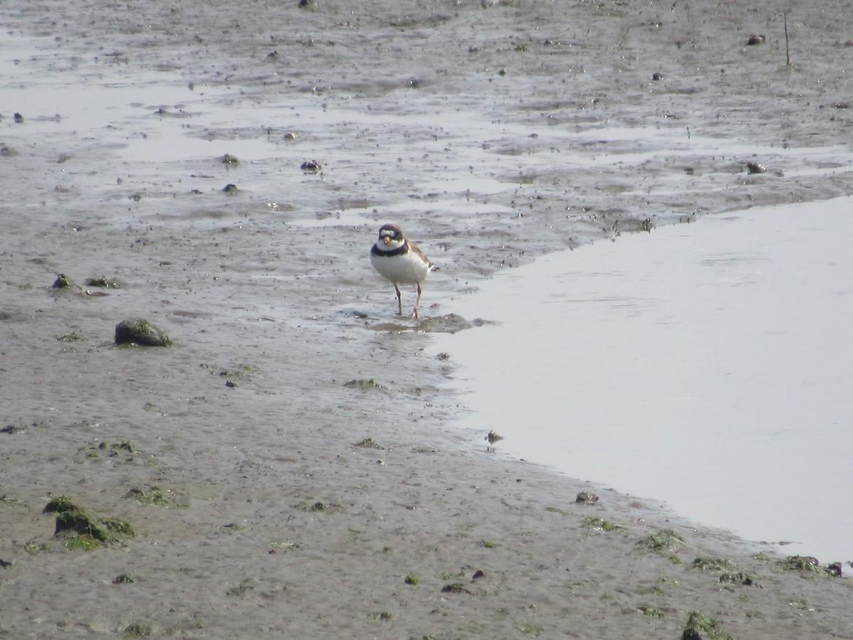 Semipalmated Plover - ML620043102