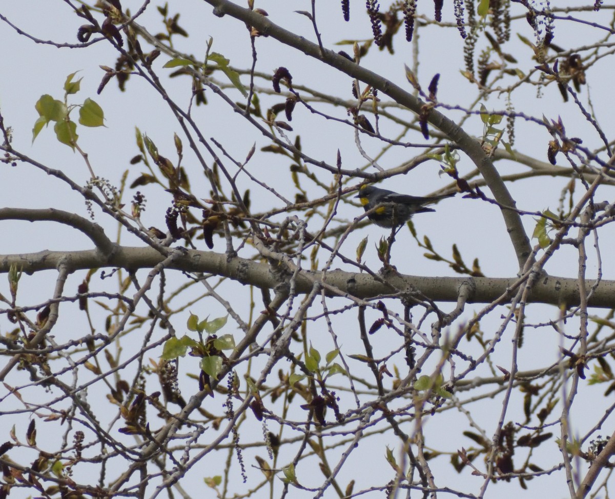 Yellow-rumped Warbler (Audubon's) - ML620043115