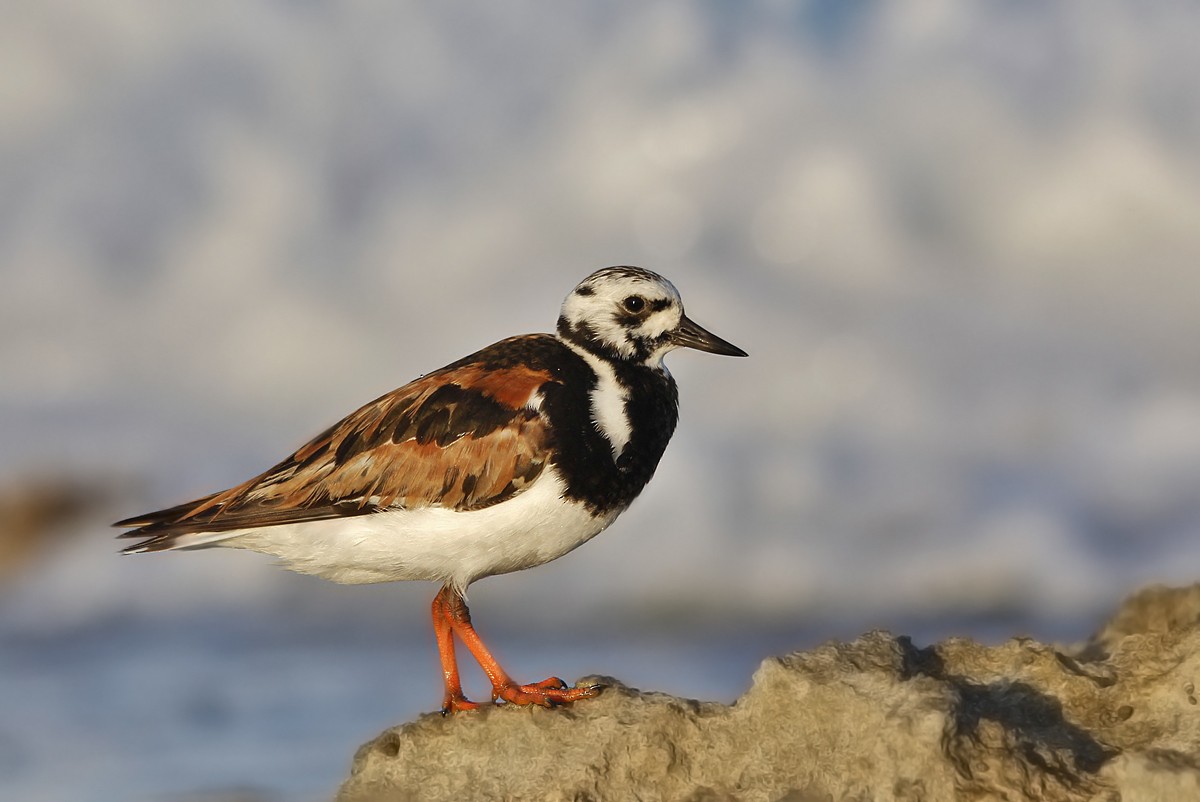 Ruddy Turnstone - ML620043120