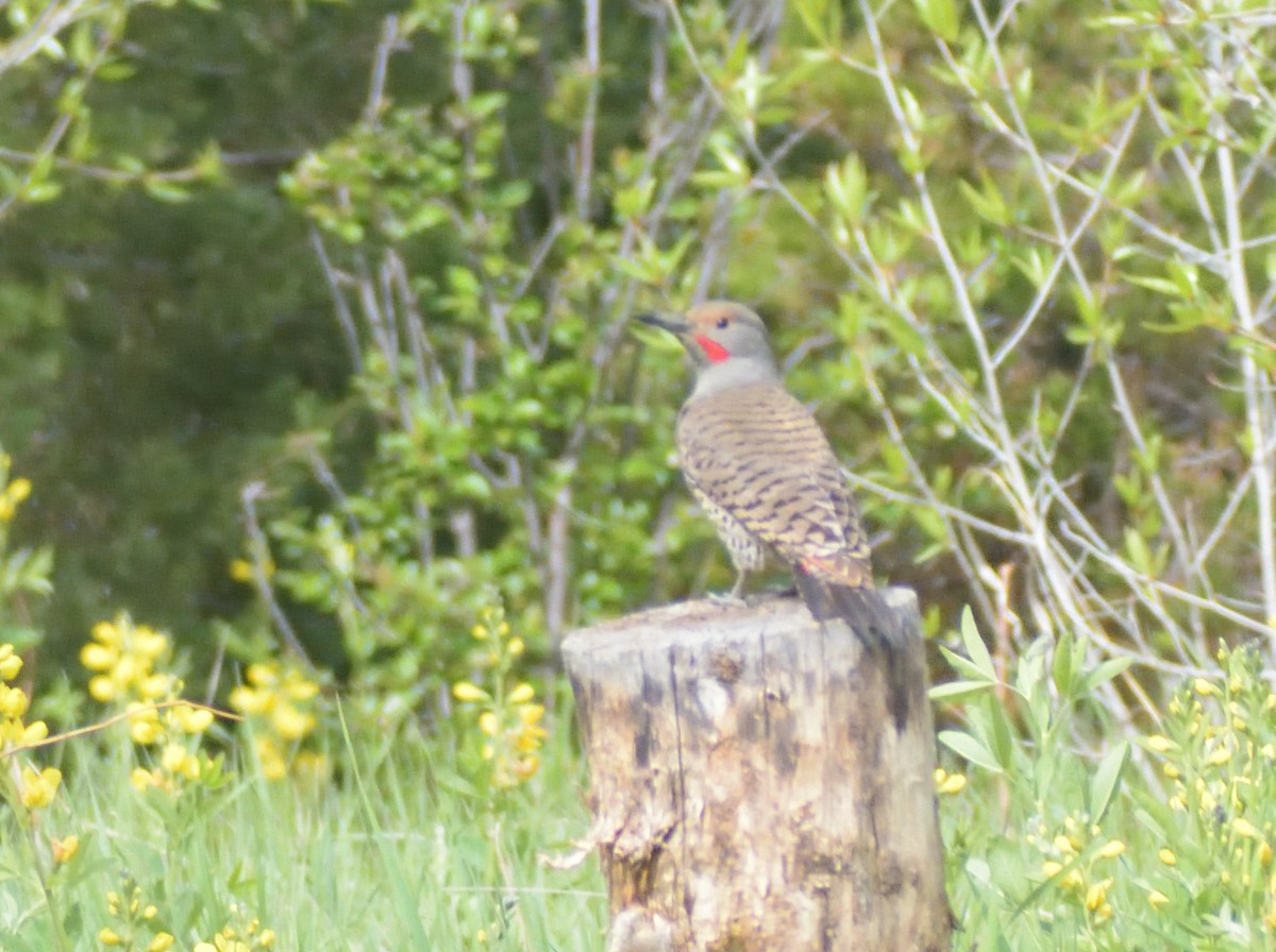 Northern Flicker (Red-shafted) - ML620043123