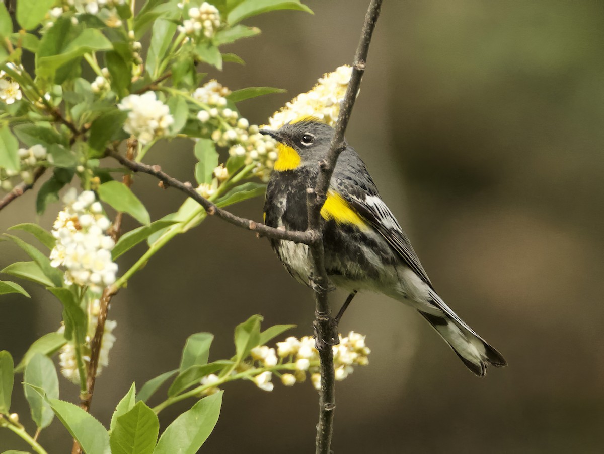 Yellow-rumped Warbler (Audubon's) - ML620043149