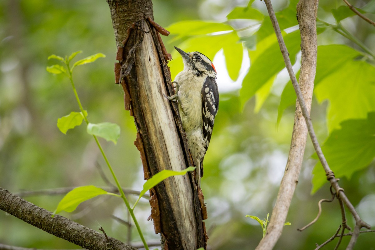 Downy Woodpecker - ML620043157