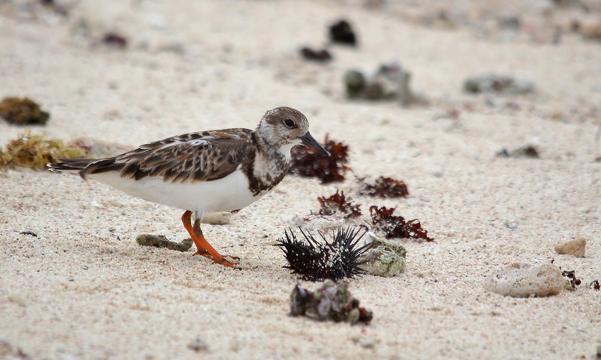 Ruddy Turnstone - ML620043160