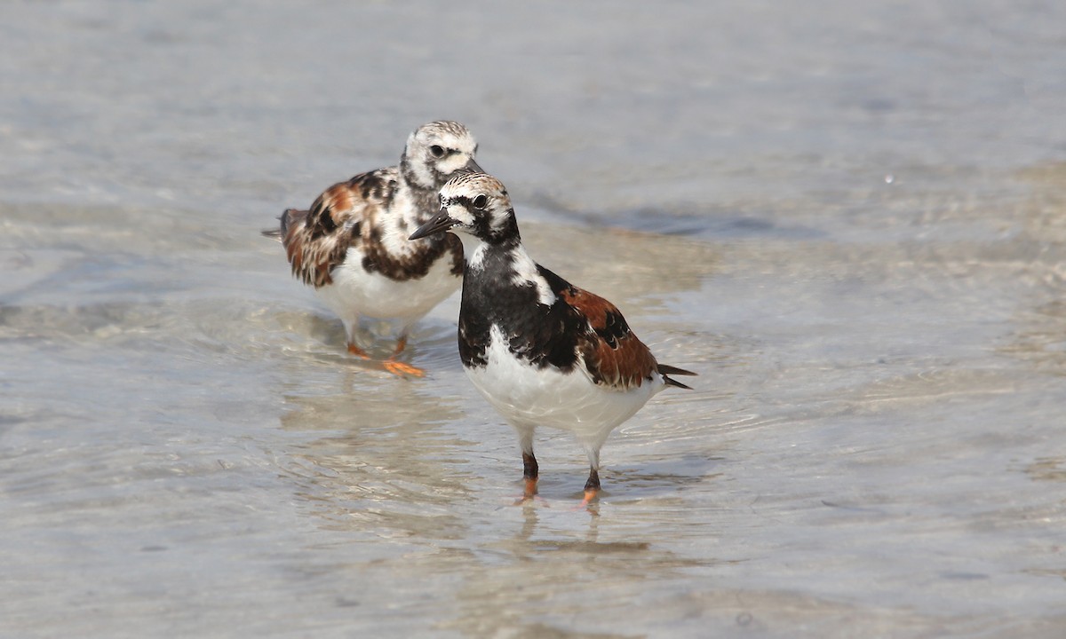 Ruddy Turnstone - ML620043164