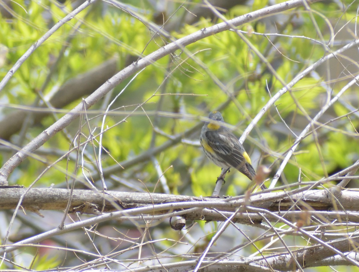 Yellow-rumped Warbler (Audubon's) - ML620043166