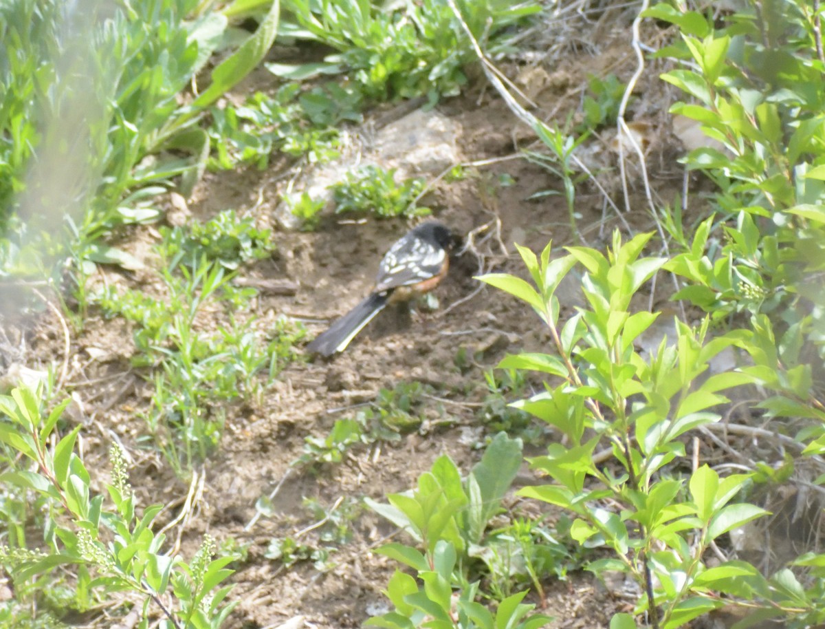 Spotted Towhee (maculatus Group) - ML620043174
