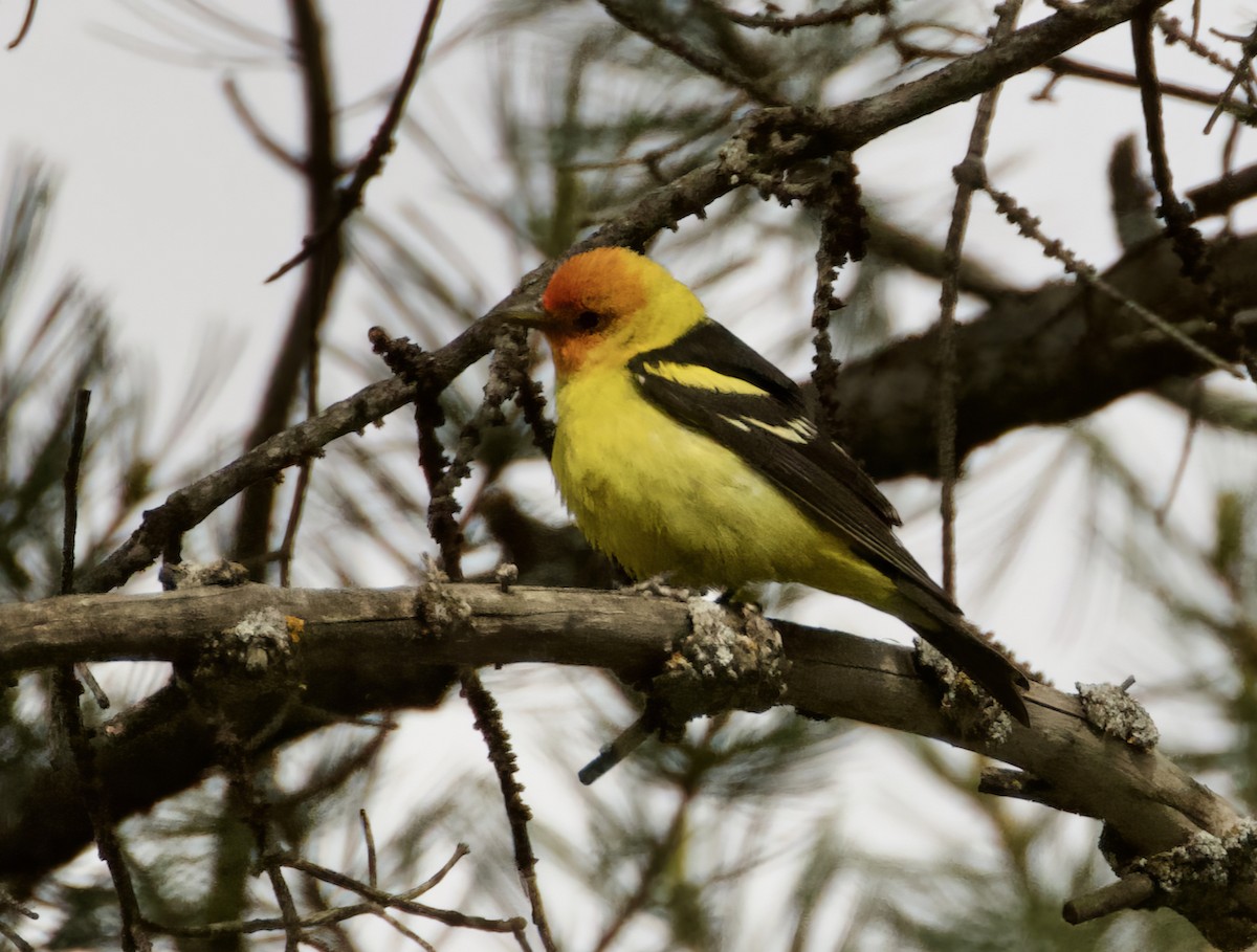 Western Tanager - ML620043177