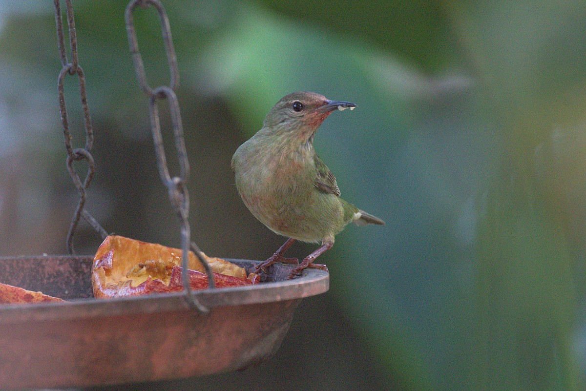 Red-legged Honeycreeper - ML620043178