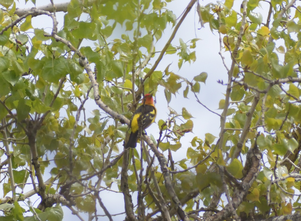 Western Tanager - ML620043187