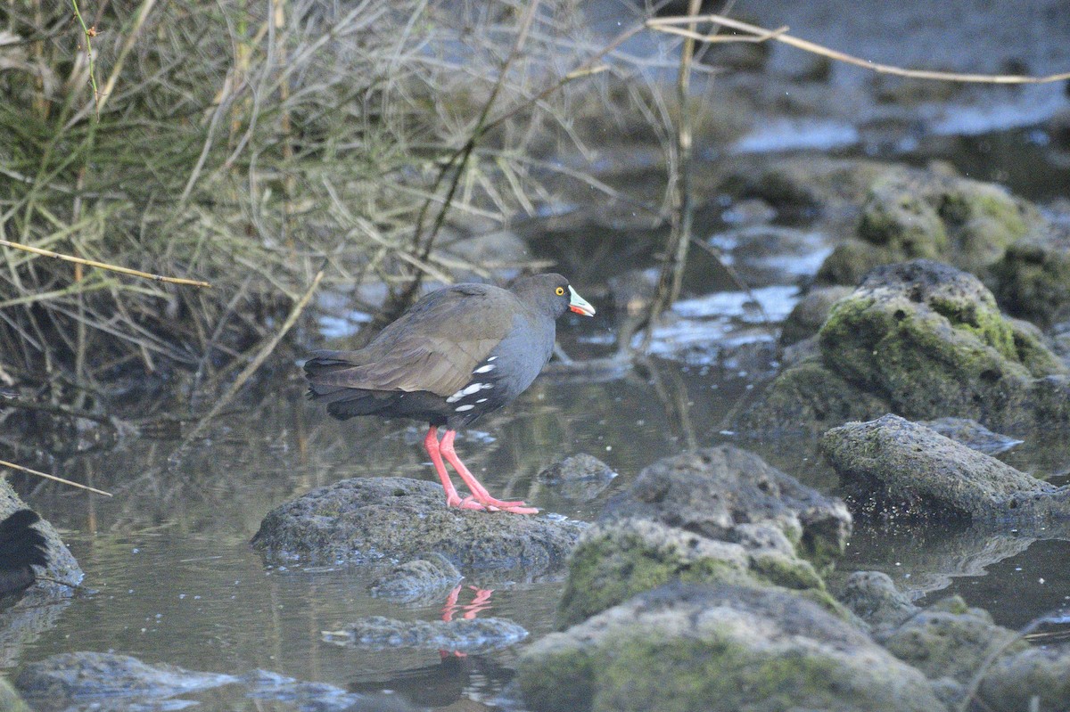 Black-tailed Nativehen - ML620043194