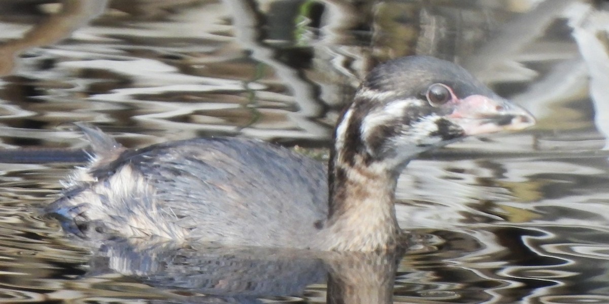 Pied-billed Grebe - ML620043208