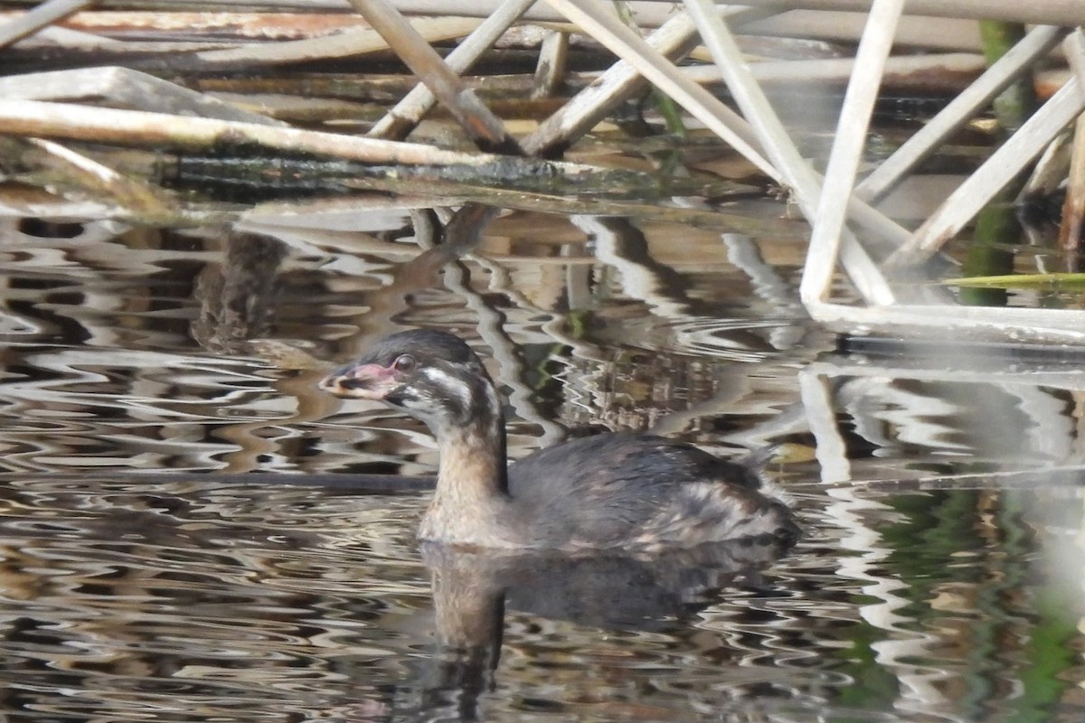 Pied-billed Grebe - ML620043211