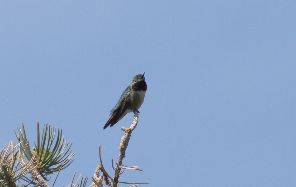 Broad-tailed Hummingbird - ML620043224