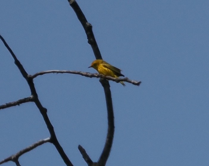 Yellow Warbler - ML620043232