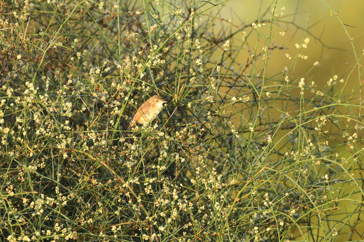 Australian Reed Warbler - ML620043233