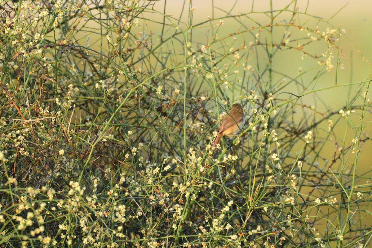 Australian Reed Warbler - ML620043234