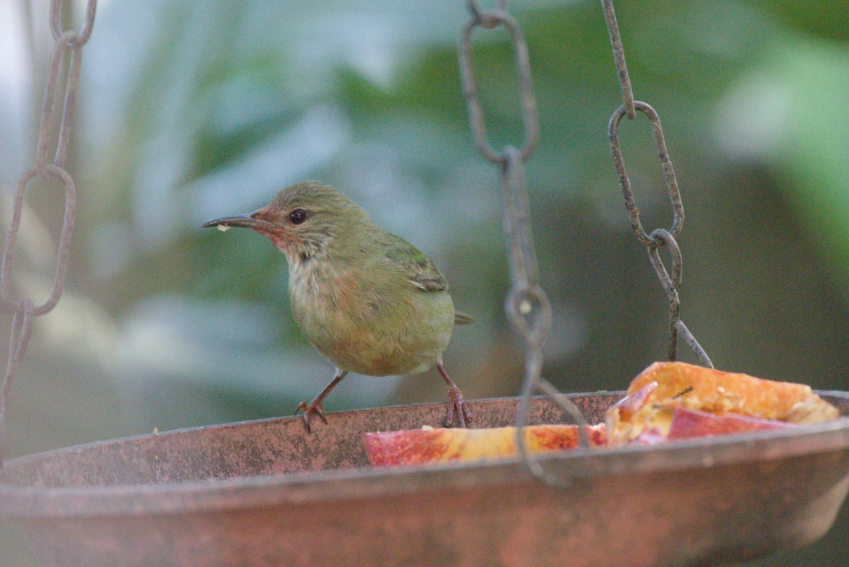 Red-legged Honeycreeper - ML620043237