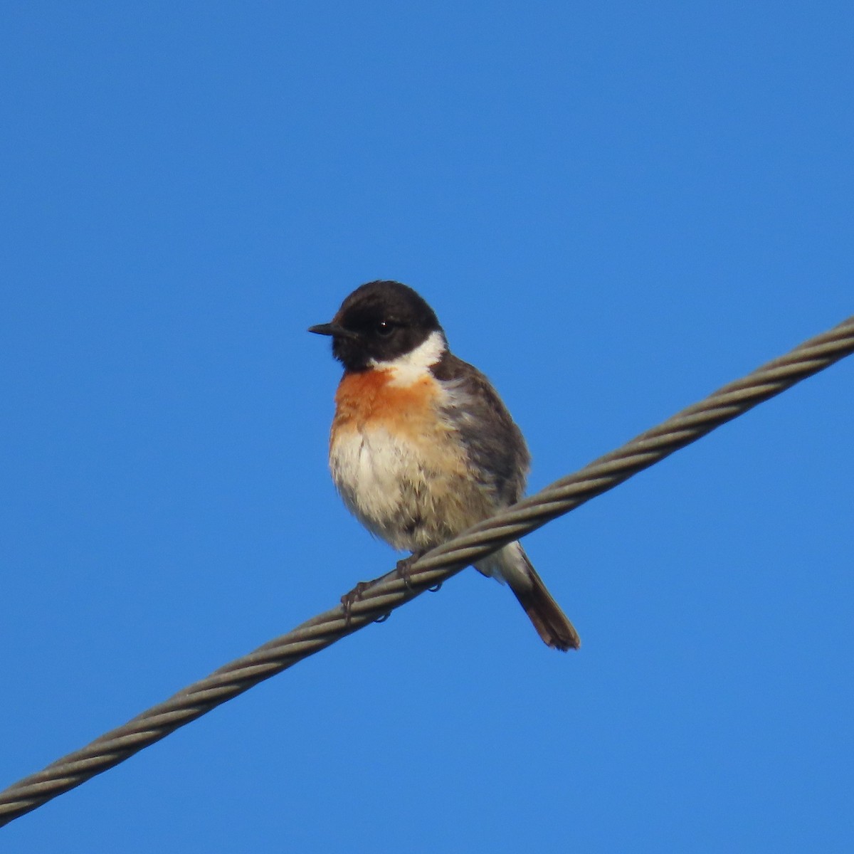 Siberian Stonechat (Siberian) - ML620043239