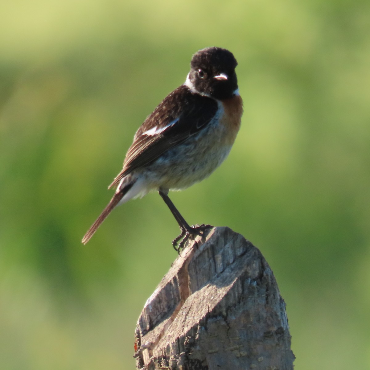 Siberian Stonechat (Siberian) - ML620043240