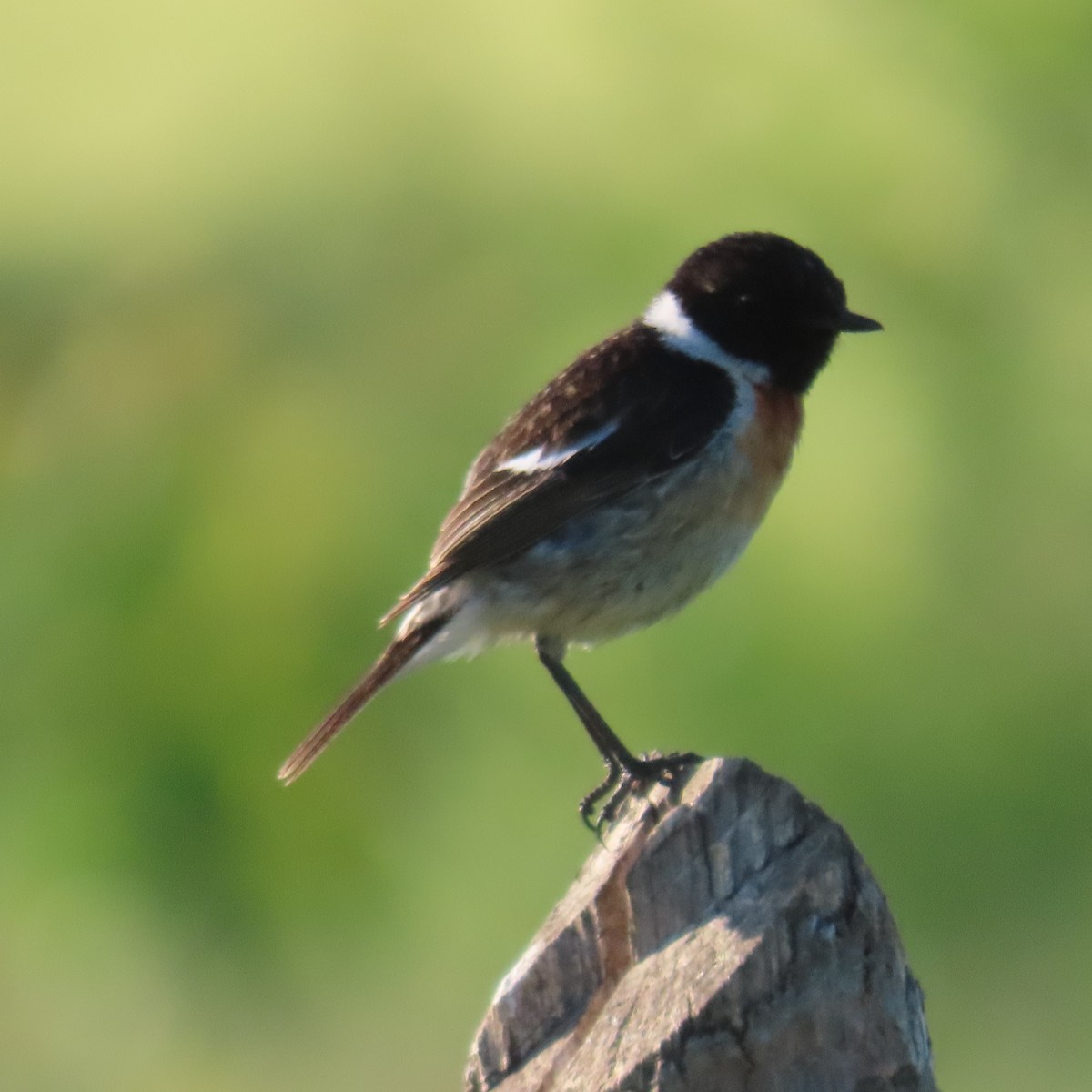 Siberian Stonechat (Siberian) - ML620043242