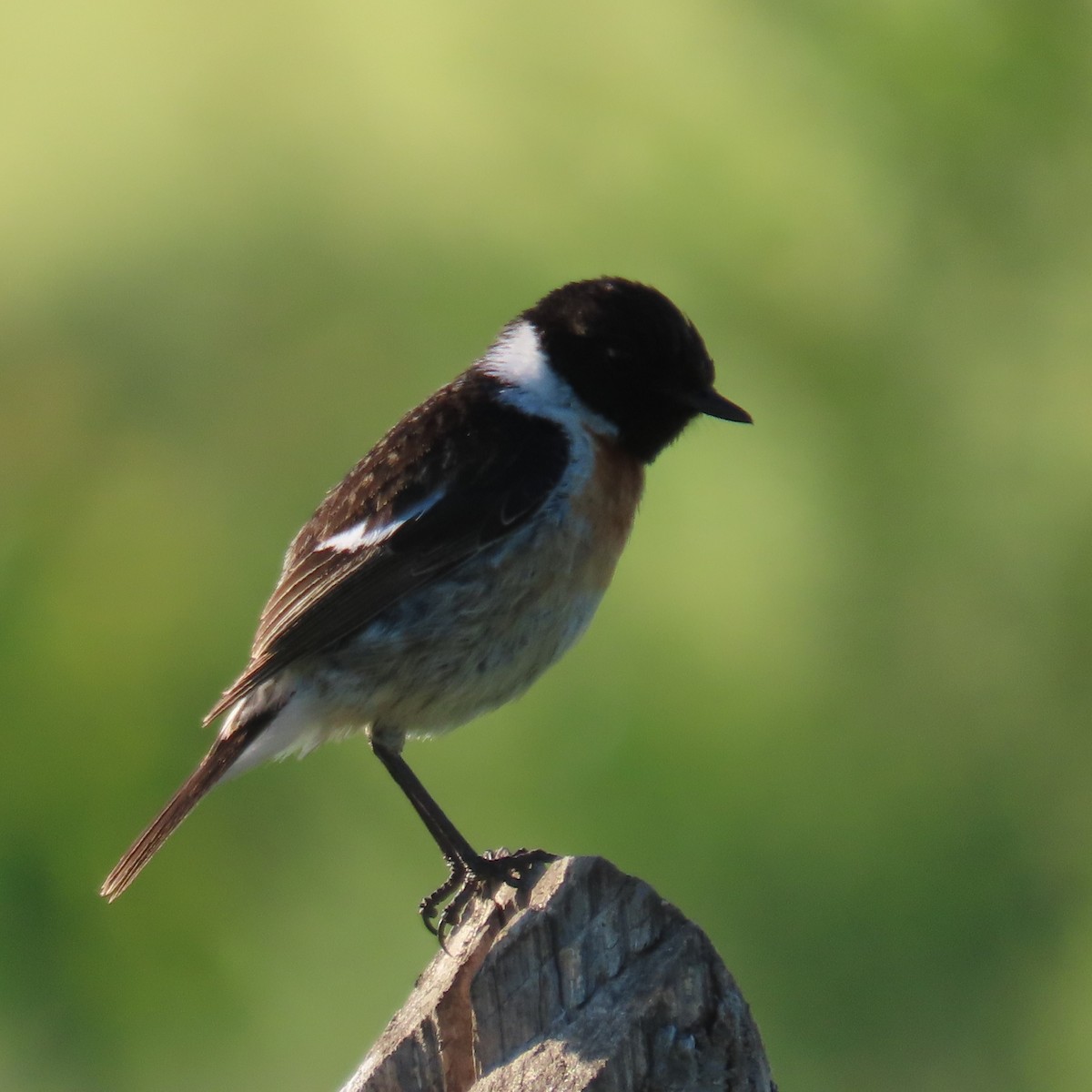 Siberian Stonechat (Siberian) - ML620043243