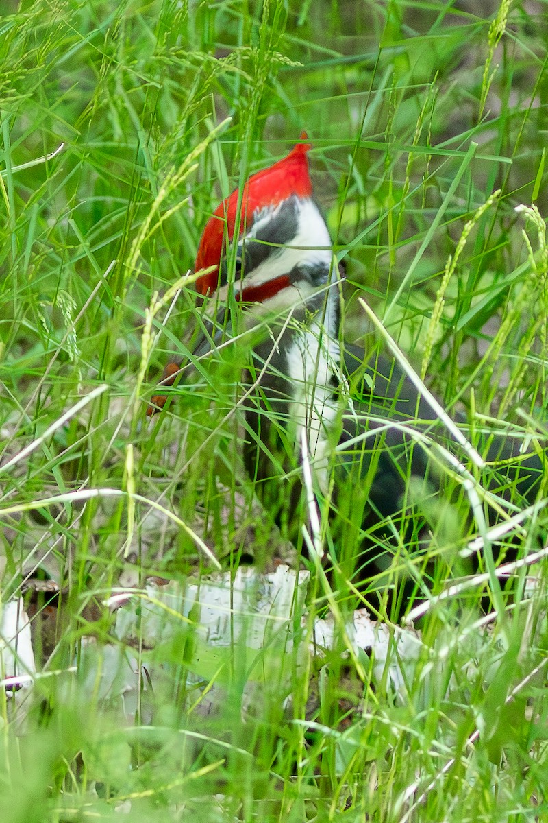 Pileated Woodpecker - ML620043251