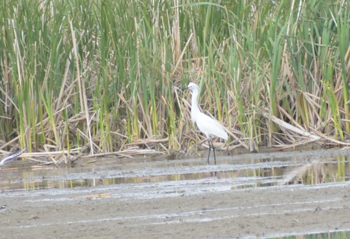 Snowy Egret - ML620043265