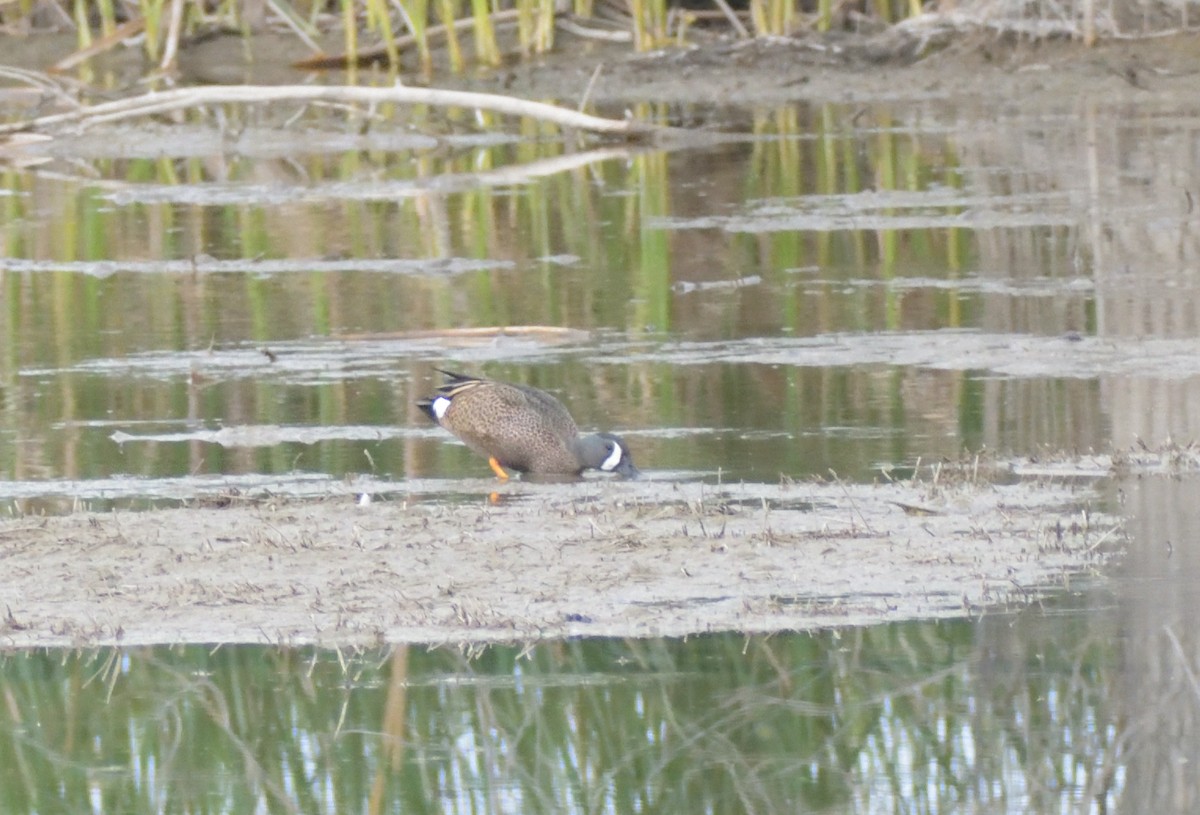Blue-winged Teal - ML620043281