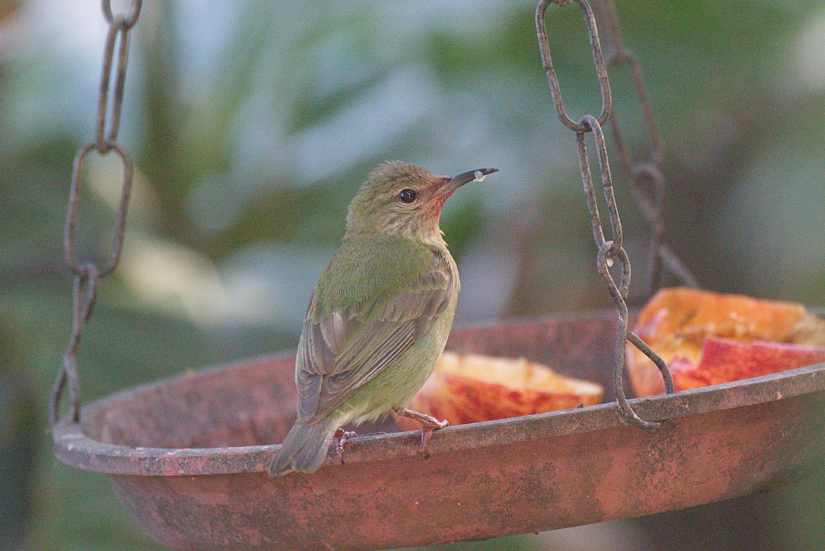 Red-legged Honeycreeper - ML620043313