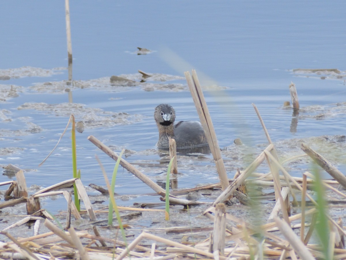 Pied-billed Grebe - ML620043319