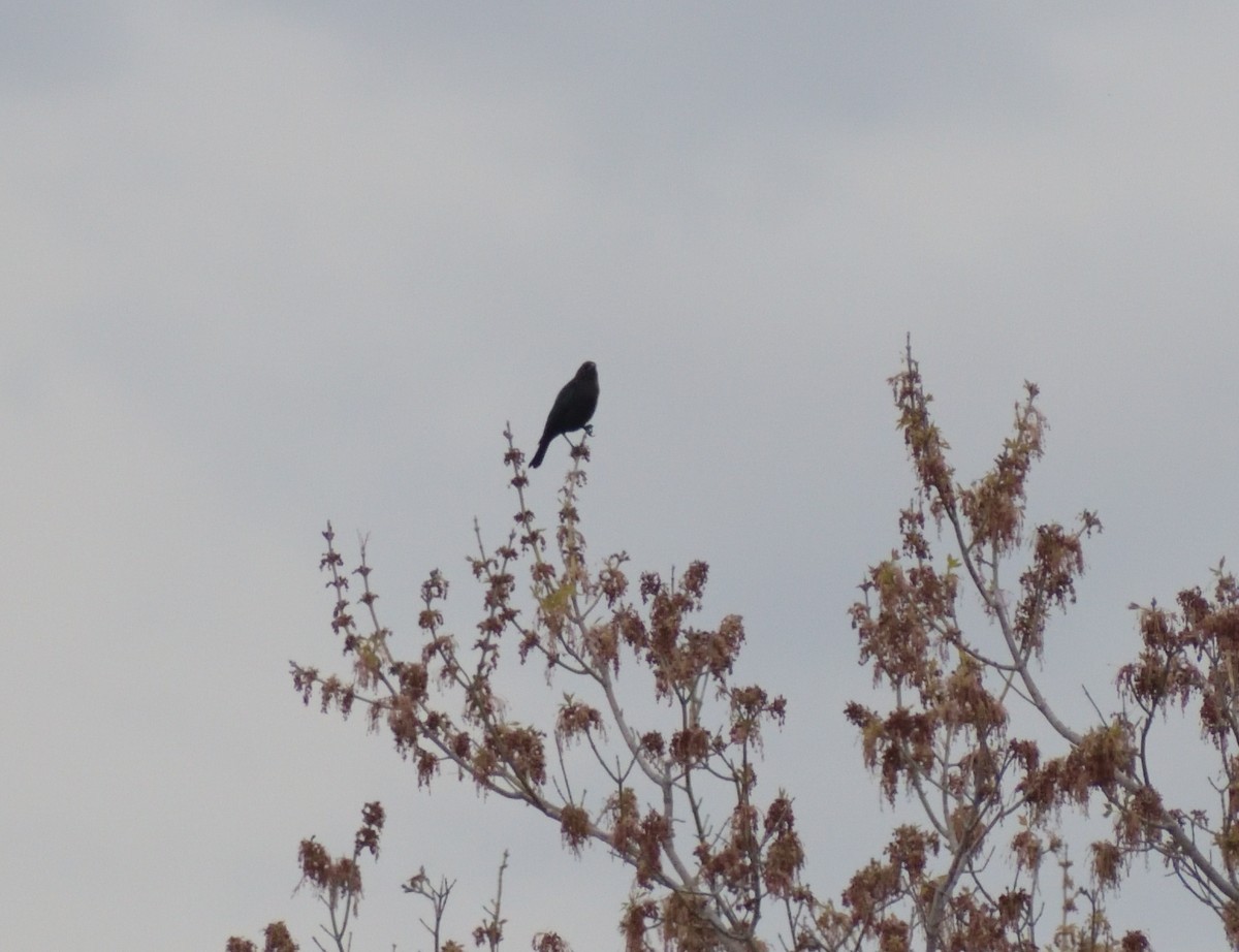 Brown-headed Cowbird - ML620043329