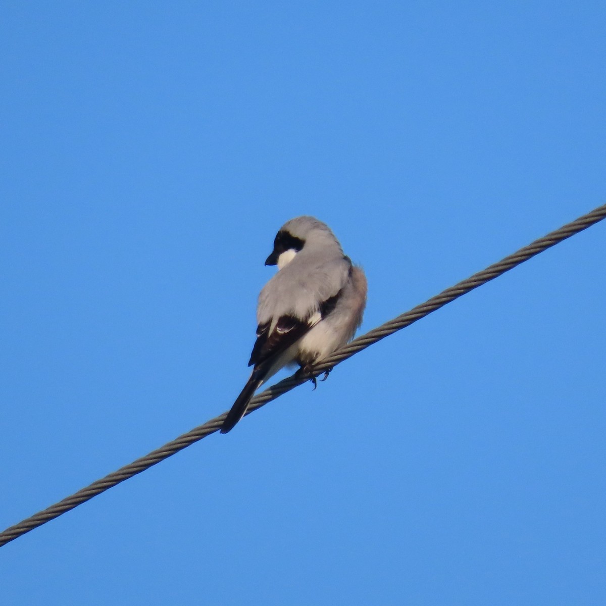 Lesser Gray Shrike - ML620043332